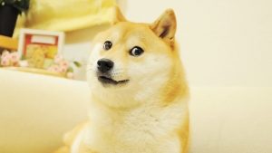 Doge NFT